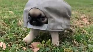 Cute puppy wearing hat