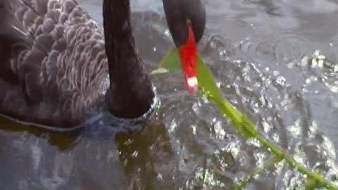 Beautiful black swan feeding on reeds, River Torrens, Adelaide