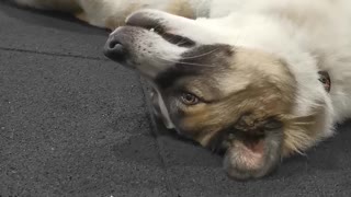 Tired pup clearly not in the mood to join owner's workout