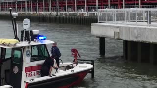 Saving a Deer that Jumped into the Hudson River