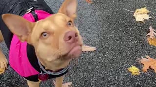 Excited and confused puppy sees snow for first time