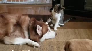 Cat bullies Husky | Spend their Happy Playing Time!! Funny...