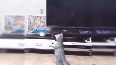 Funny, watch the cat how she threw the toy