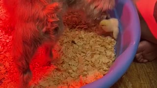 Doggy has super sweet reaction to newly hatched chicks