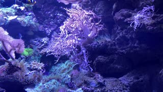 Aquarium | Fisch