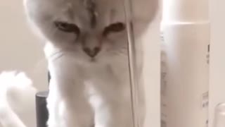 Adorable kitten plays with water