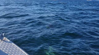 Dall Porpoises Frolic with Fishing Boat