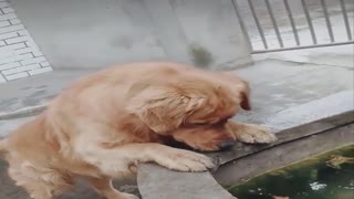 Very beautiful, the dog saves a fish