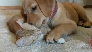 Kitten & puppy cuddle each other in cutest possible way
