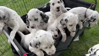 Dalmatian Dad Supervises His Pups In A Wagon