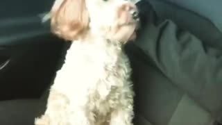 Little doodle demands attention from owner