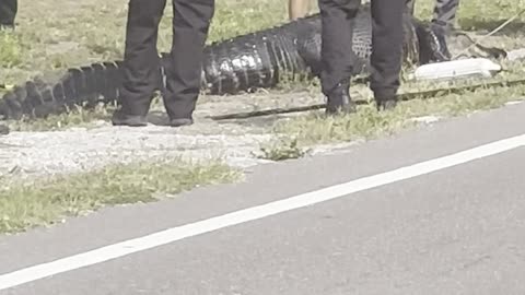 Massive Alligator Found With Human Body In Jaws