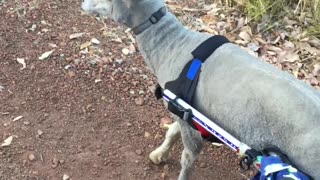 Sheep Using Wheelchair Walks for the First Time