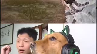Dog playing video games like a pro