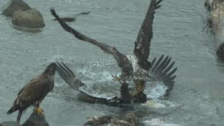 Juvenile Eagle Body Slams Adult for Some Fish