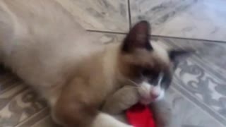 Cute cat attack