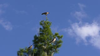 Red Shouldered Hawks family on a tree