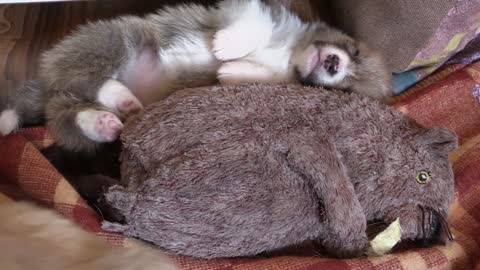 A beautiful puppy sleeping with toy