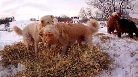 Guard dogs and hay play