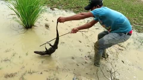 Terrifying! Brave Boy Catches Crocodile While Fishing - How To Catch Crocodile in Cambodia