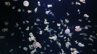 Jelly fish colorful and beautiful 9 - man & camera