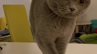 Very smart cat rings the bell to get treats