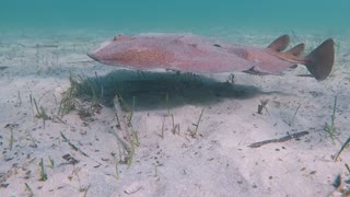 Electric Ray Hides Under the Ocean Floor