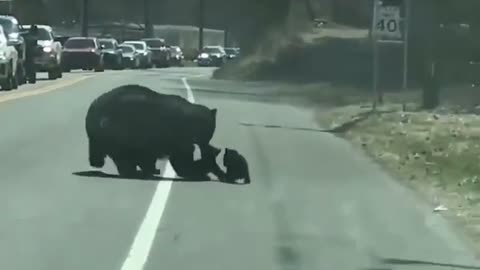 A mama bear carries her cubs across the road