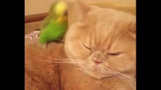 Soft Kitty... BORED Kitty ... EXCITED Parrot ! Funny Cat Video
