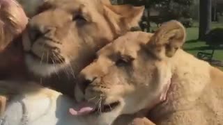 Lion meets owner after long time