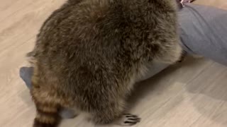 Playtime with Pet Raccoon