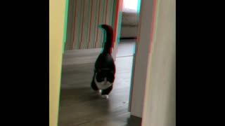 Munchkin cat shows off his indoor hunting skills
