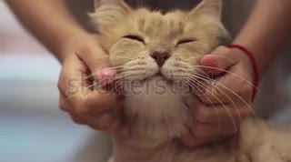 playing with cute cat