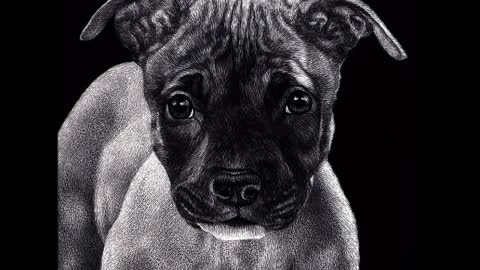 "Mr. Mischief " - Pit Bull Pup - Scratchboard Drawing