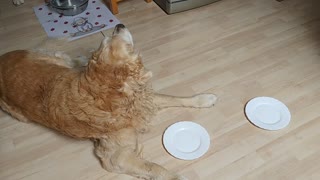 Dogs Race to Finish Dinner