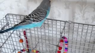 A beautiful parrot flies around the room.