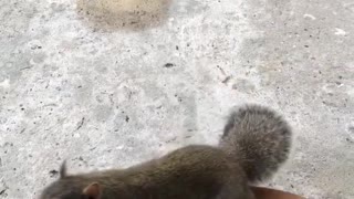 Trained Service Dog Keeps Calm to Curious Squirrel