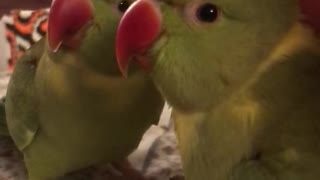 Adorable talking parrot tells owner he wants tickles and cuddles.