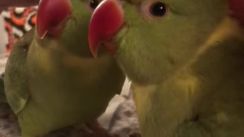 Adorable talking parrot tells owner he wants tickles and cuddles.