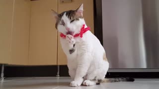Cat Amazing Playing Video