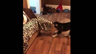 Tidy husky decides to make her bed