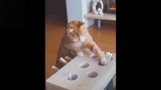 Hilarious Pets Compilation Video
