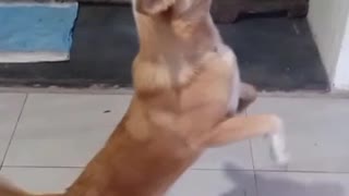 Dancing and Eating biscuits my cute puppy