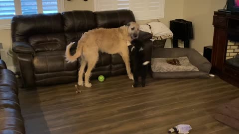 My Wolfhound playing with our new puppy!