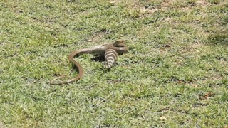 Snake and Lizard Duel under the Australian Sun