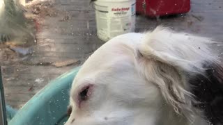 Doggo Loves to Lick the Window