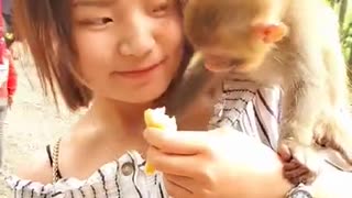 little cute baby monkey
