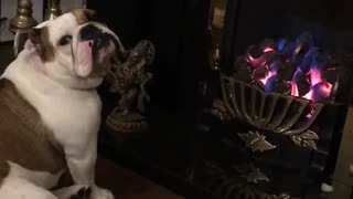 Bulldog puppy loves sitting by the fire