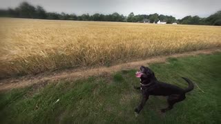 Dog Does Incredible Jumps in Super Slow Mo