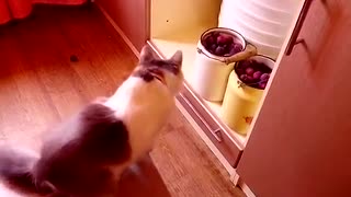 A kitten steals fruits and plays with them